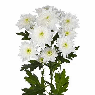 ᐉ Купить Букет цветов Хризантемы 2 в Алматы по выгодной цене |  Bestflowers.kz