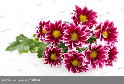 Семена цветов Хризантема многоцветковая \"КОРОЛЕВА ЛЕТА\", 0,03 г (2 шт) -  РусЭкспресс
