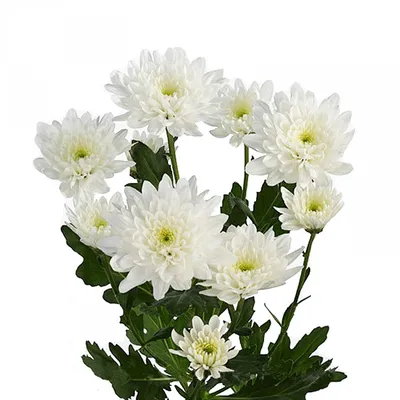 Траурный букет из живых цветов \"Розы - хризантемы - папоротник\"– купить в  интернет-магазине, цена, заказ online