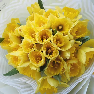 Купить большой букет нарциссов с бесплатной доставкой по Москве |  Butik-Flowers