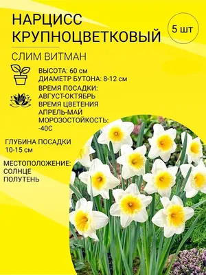 Нарциссы это букет из свежих срезанных цветов. KROKUS - лучший интернет  магазин, доставка цветов в Риге