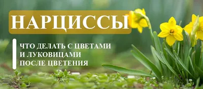 Букет из нарциссов белых - заказать доставку цветов в Москве от Leto Flowers