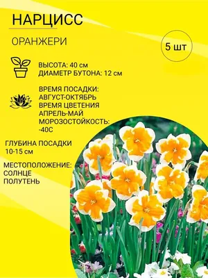 Букет из нарциссов, тюльпанов и гиацинтов в вазе - заказать доставку цветов  в Москве от Leto Flowers