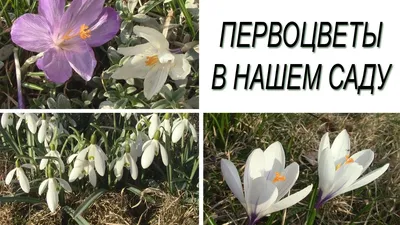 Весенние цветы Ленинградской области: отправляемся на фотоохоту