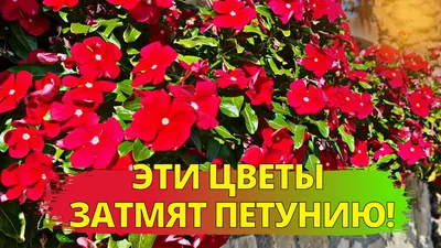 Петунии (Solanaceae) | Гранд-Полив