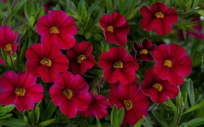 Цветы Петуния Пендолино F1 Роуз многоцветковая/Сем Алт/цп 5 шт. НОВИНКА