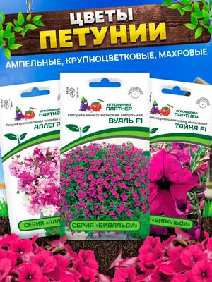 Белые и синие цветы петуньи Atkinsiana × петуньи, петунья Surfinia»,  «grandiflora петуньи флористическая фон Стоковое Изображение - изображение  насчитывающей петунья, промахов: 167092753