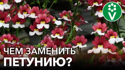 Семена цветов Петуния \"Яблоневый цвет\" купить по цене 79 ₽ в  интернет-магазине KazanExpress