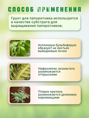 В поисках цветущего папоротника | Пикабу