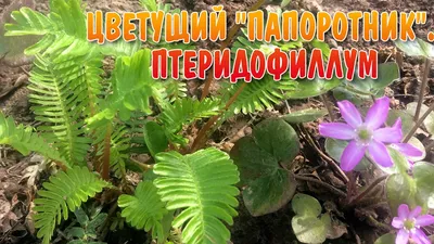 Цветок папоротника в цветочном горшке на стене Стоковое Изображение -  изображение насчитывающей стена, бело: 83691399