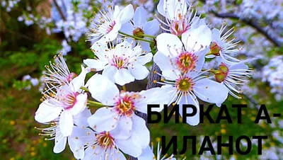 Ветки красивых цветущих деревьев на открытом воздухе :: Стоковая фотография  :: Pixel-Shot Studio