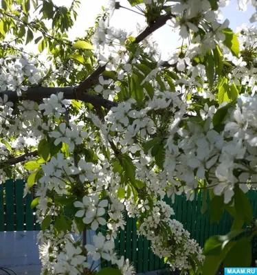 Деревья весной. Весенние цветущие деревья, страница 55. Воспитателям  детских садов, школьным учителям и педагогам - Маам.ру