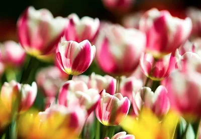 Spring Inspiration | Цветущие деревья, Вдохновение