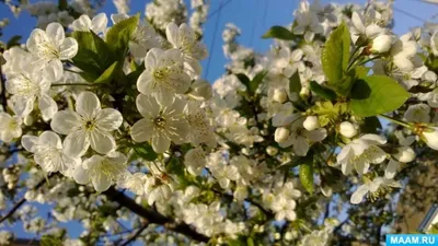 11 самых первых весенних цветов — Планета Флористики