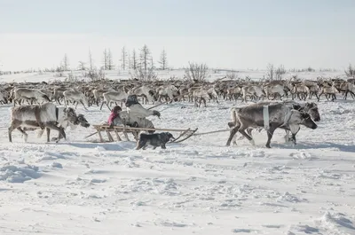Люди тундры – GoArctic.ru – Портал о развитии Арктики
