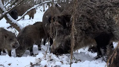 Охота на кабана зимой 2018, основные способы и особенности