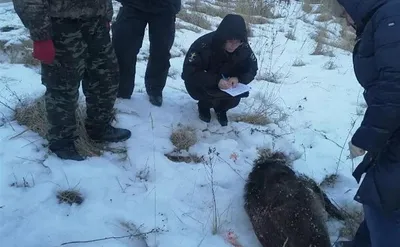 Новый год. Саратовцам разрешено стрелять кабана и лося | Новости Саратова и  области — Информационное агентство \"Взгляд-инфо\"
