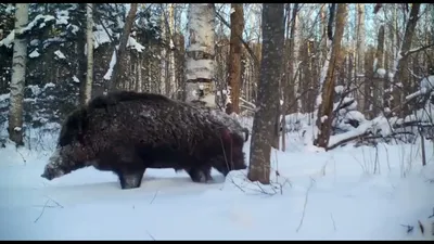 В Унинском районе браконьерами со снегоходов расстреляна семья кабанов »  Унипоселок.ру | Интернет-портал Унинского района