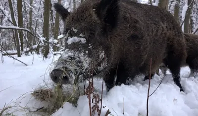Сбивший кабана на КАД водитель заплатит за гибель дикого животного 30 тыс.  рублей