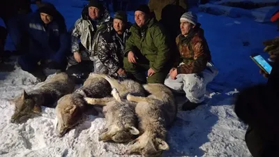В лесу Тульской области браконьеры убили двух кабанов - Новости Тулы и  области - MySlo.ru
