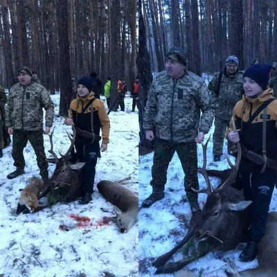 Как мамонт: гигантский вепрь под Хабаровском попал в фотоловушку (ВИДЕО) —  Новости Хабаровска