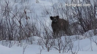 Дикий кабан в Смолевичском районе убил охотника | tochka.by