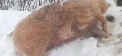 Раненый кабан напал на охотника в Екабпилсском крае