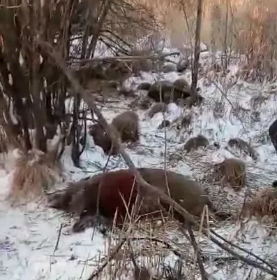 Огромный кабан бродит у столовой в поселке Карелии (ФОТОФАКТ) | СТОЛИЦА на  Онего