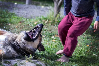 В Хабаровском крае собака укусила шестилетнюю девочку | ПРОИСШЕСТВИЯ | АиФ  Хабаровск
