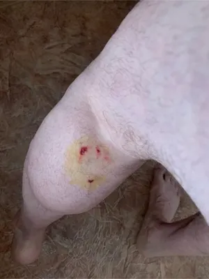 А ведь это могли быть дети!» В Краснодаре собака напала на женщину около  детской поликлиники и укусила её за ногу
