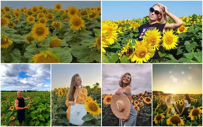 Поле подсолнухов рядом с Гродно – пользователи Instagram рассказывают, где  это — Вечерний Гродно