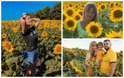 ЭЛЬВИРА Углова ФОТОГРАФ on Instagram: \"Фотосессия в подсолнухах! Что  делать! 🌻 ⠀ Друзья, привет! Если вы оказались возле подсолнухового моря,  берите подсолнух. Варианты позирования с ним есть в видео. ⠀ Но учтите.