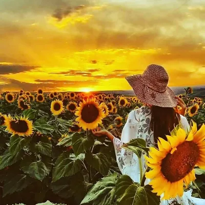Топовый блогер выложил в Instagram снимок из фермы с подсолнухами. На  следующий день туда приехали 15 тыс. человек