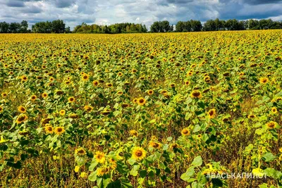 Цвет настроения — жёлтый: бельчане среди подсолнухов в жизни и в  «Инстаграме» | СП - Новости Бельцы Молдова