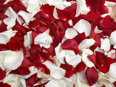 Лепестки роз для свидания/романтики/ванной/фотосессии / 100/500/1000шт / 7  цветов (ID#1797346434), цена: 55 ₴, купить на Prom.ua