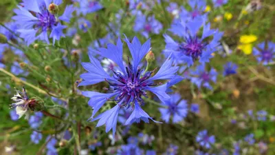 Василек синий (Centaurea cyanus L.)