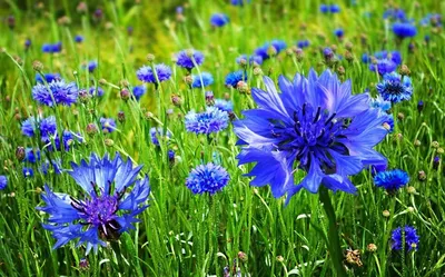 Василек синий (Centaurea cyanus L.)