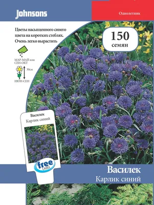 Василек синий (Centaurea cyanus) ⋆ Сорные растения