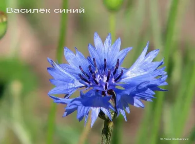 Василек синий. Лечебные свойства. Применение