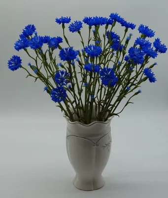 Фото васильков цветы