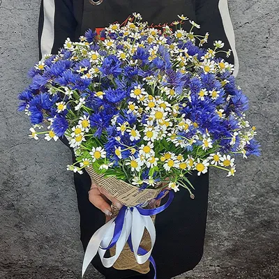 букет синих и розовых васильков на синем абстрактном фоне синие цветы  васильков Фото И картинка для бесплатной загрузки - Pngtree
