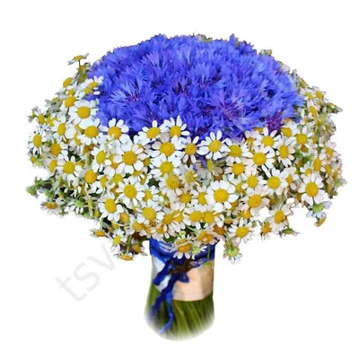 Купить Букет из Васильков и кустовых Ромашек с бесплатной доставкой по  Москве | Butik-Flowers