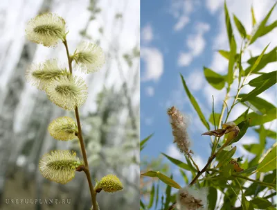 ветка вербы с почками на закате весной Stock Photo | Adobe Stock