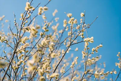 Весна. Цветение вербы. :: Tatyana Nemchinova – Социальная сеть ФотоКто