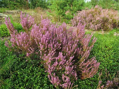 Вереск обыкновенный (Calluna vulgaris)