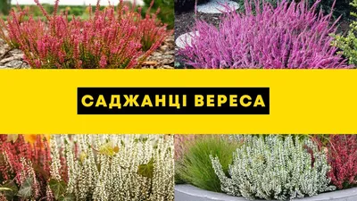 Вереск обыкновенный \"Vivika\" - Цветущие - купить в Одессе, Украине по цене  225 грн - Agro-Market