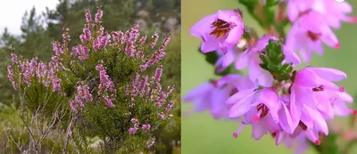 Calluna vulgaris. Вереск обыкновенный (Саагун) / Стихи.ру