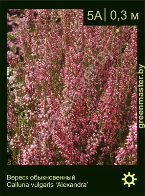 Вереск обыкновенный Calluna vulgaris