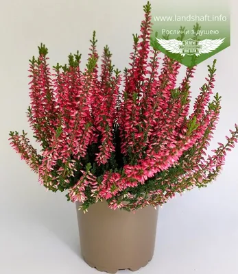 Calluna vulgaris 'Martina', Вереск обыкновенный 'Мартина'