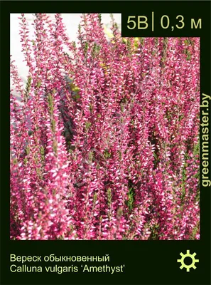 Вереск обыкновенный Calluna vulgaris